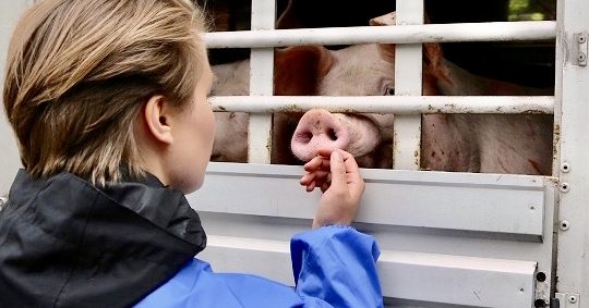 Die Stadtzeitung Schweinemast Tierquälerei Verantwortliche Stehen Vor Gericht 2896
